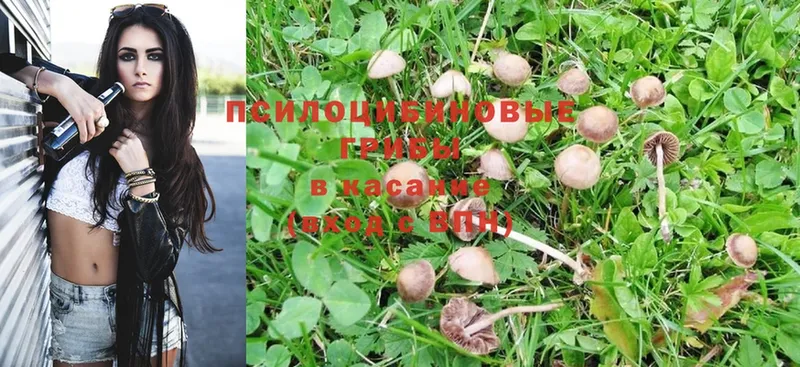 Галлюциногенные грибы Psilocybine cubensis  Краснокамск 